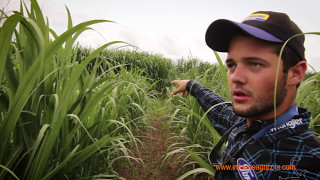 Joven Agroempresario - MRT \u0026 Toro Farm en Cabo Rojo