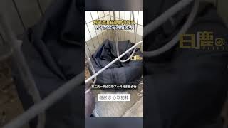 男子捡到残疾母猫向父母求情收养流浪猫