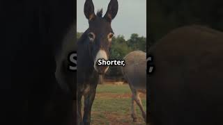 Donkeys Vs Horses Vs Mules Quick Comparison