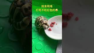 挑食的烏龜湯#shorts #赫曼陸龜