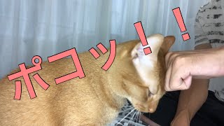 パンチを受け止める猫　Cat catching a punch