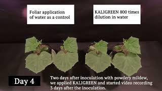 Efficacy of KALIGREEN on cucumber powdery mildew