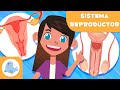 SISTEMA REPRODUCTOR FEMENINO y MASCULINO 👧👦 Ciencias para niños