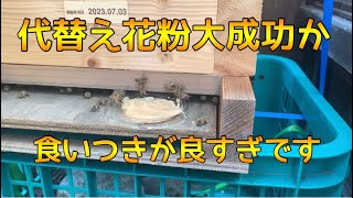 8月は花粉不足？このピンチを代替え花粉で乗り切ろう！