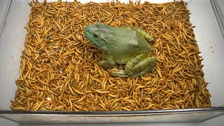 5000 Superworms VS Frog  Time-lapse  Breadworms Eating Frog