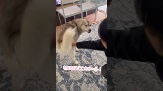 弟が帰ってきてもの凄い嬉しい顔をするシベリアンハスキー#シベリアンハスキー #ハスキー #ハスキー犬