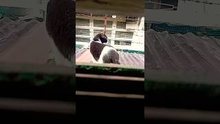 Cat in Manila Philippines #shorts #cat #philippines #viral