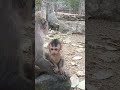 vid20250204171314 monkey play 1