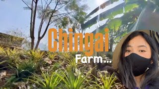 Exploring the beautiful farms in Chingai | Alan Shatsang