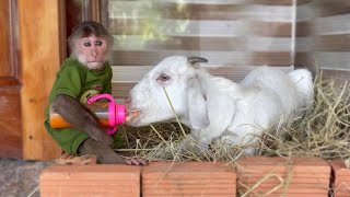 CUTIS Harvests Carrots To Make Smoothies For Goat
