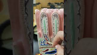 Small Intestine & Ileum Model