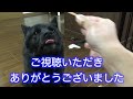 甲斐犬一休、子猫に優しすぎる！毎晩の遊び