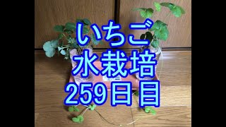 🍓いちご水栽培🍓038🍓259日目（37週間≒8ヶ月）🍓