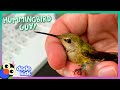 Hummingbirds Love This Guy's Fairytale Costumes! | Dodo Kids