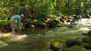 Wild SideTV-Brook Trout Restoration