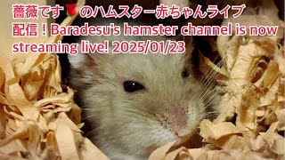 薔薇です🌹のハムスター赤ちゃんライブ配信！Baradesu's hamster channel is now streaming live! #薔薇です🌹 #baradesu 2025/01/23