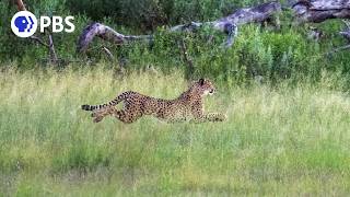 Mother Cheetah's Breathtaking Hunt