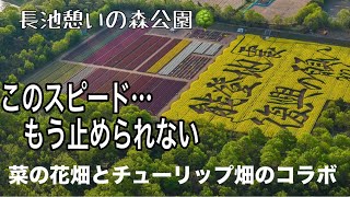 新潟県チューリップと菜の花のコラボ！長池憩いの森公園「能登地震 復興の願いを込めて」ドローン男子空撮