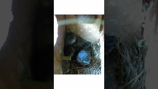 Three Eastern Bluebird Nestlings squeezed together