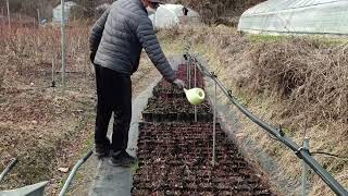 비 온다는 일기예보를 보고 블루베리 묘목에 유박 비료를 주고 있습니다. 유박은 펠렛 형태로 되어 있어 비 오기 전날 주면 효과적으로 풀어집니다.  #블루베리묘목#유박비료주기