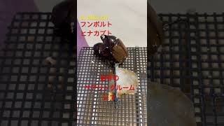 【フンボルトヒナカブト】大人気ヒナカブトのペアリング。♯カブトムシ♯クワガタ