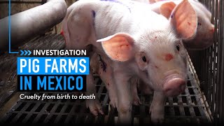 Pig Farms In Mexico | Undercover Investigation | Animal Equality