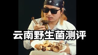 云南野生蘑菇测评，难怪冒着中毒风险也要吃！