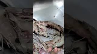 Prawn🍤cleaning😍இப்படி..இறால் சுத்தம் பண்ணணுங்க.பிரண்ட்ஸ்😍😍 #fish #prwans #food #foodie #shortsvideo