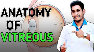 anatomy of vitreous humour ||vitreous anatomy ||session:15 ||2020