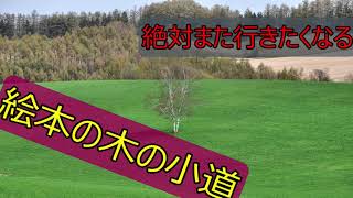 北海道美瑛町の「絵本の木」の散歩道　徹底解説