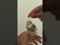 Don't touch the creast #parrot #cute #cockatiel #birds #shorts#viralvideo #usa #america #2024#france