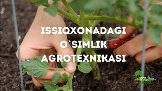 Issiqxonadagi o`simliklar agrotexnikasi