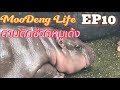 EP10 หมูเด้ง ตามติดชีวิตหมูเด้ง #หมูเด้ง #สวนสัตว์เปิดเขาเขียว #ฮิปโปแคระ #moodeng