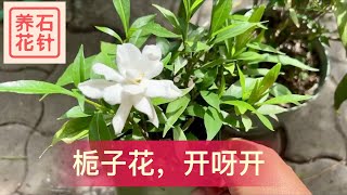 分享栀子花的养护小经验 - 土壤、浇水、施肥、过冬、红蜘蛛、多多开花 - gardenia