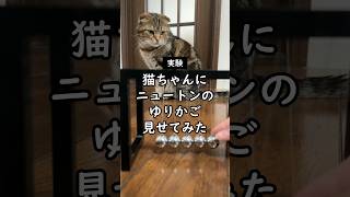 【実験】猫ちゃんにニュートンのゆりかごを見せてみた #shorts