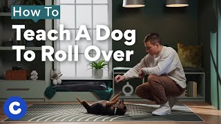 How To Teach a Dog To Roll Over | Chewtorials