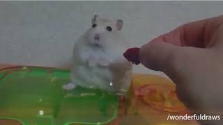 Hamster Vietnam Flashback