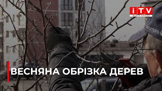 Як і коли треба обрізати фруктові дерева?