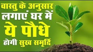 🐸सुख शांति 👼के पौधे 🌿को जरूर लगाए//Best EVERGREEN plant||Auspicious plant