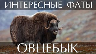 Овцебык - интересные факты