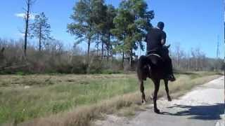 6 year old Stallions Standardbred Cross