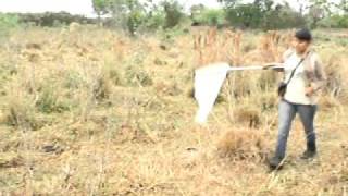Insect Sampling - Video #1.AVI
