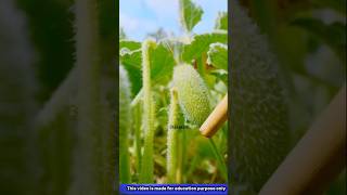 दुनिया की सबसे खतरनाक ककड़ी 😳| #cucumber  #kitchen #gardening #organic