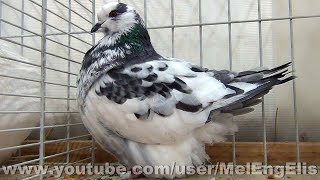 Mondain Papilloté Bleu - French Mondain Pigeon - Mondaintaube - حمامه الفرنش موندين