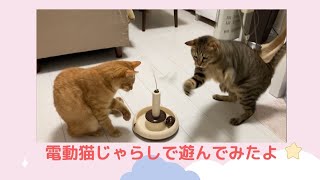 電動猫じゃらしで遊ぶだけの動画。正直あまり盛り上がらず。