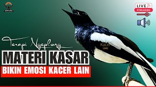 SUARA BURUNG kacer gacor NGEPLONG TARUNG ini paling AMPUH buat PANCINGAN KACER agar EMOSI