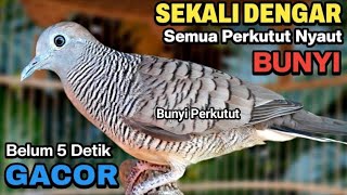 Perkutut lokal gacor RAJA PIKAT ini ahlinya bikin semua burung perkutut gacor nyaut