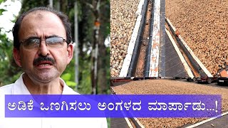 Modification of yard for drying arecanut | ಅಡಿಕೆ ಒಣಗಿಸಲು ಅಂಗಳದ ಮಾರ್ಪಾಡು| Kannada vipula news|Harvest