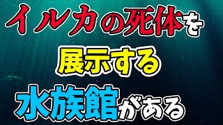 イルカの〇〇を展示する恐怖の水族館があるらしい