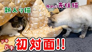 【緊張の瞬間…！】新入り猫てつやとデュフィがついに直接対面…！